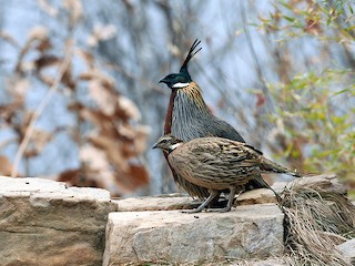 雄鳥和雌鳥 - Chaiyan Kasorndorkbua - ML158865071
