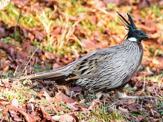  - Koklass Pheasant