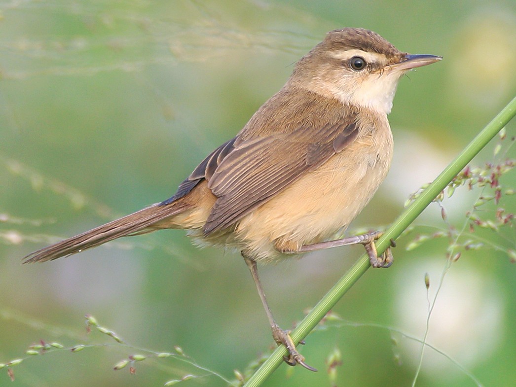 コクリュウコウイナダヨシキリ Ebird