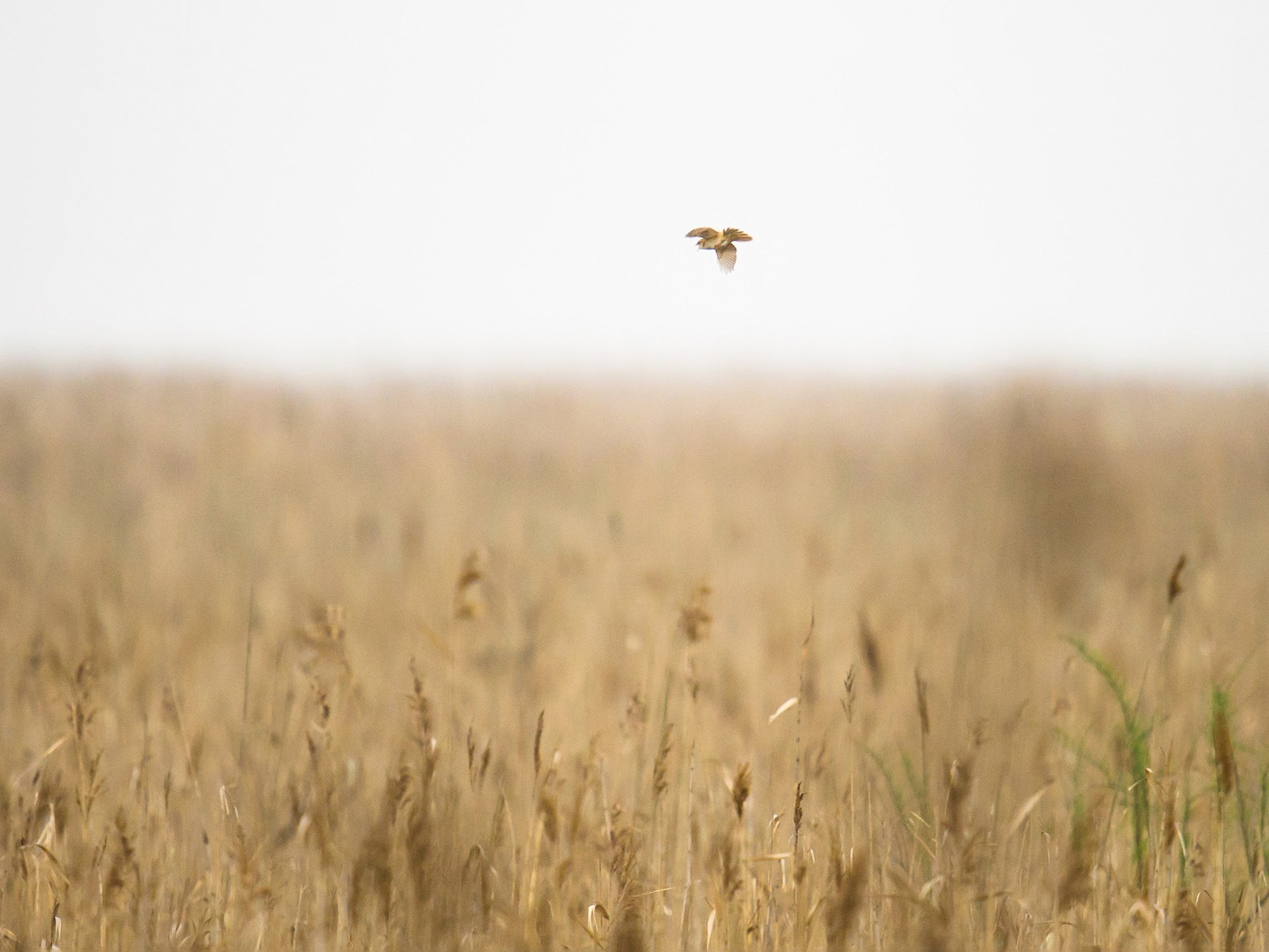 Marsh Grassbird  eBird