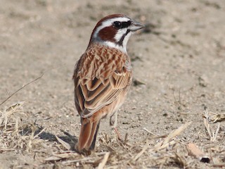 เพศผู้ (Rufous-eared) - Cassie  Liu - ML158865451