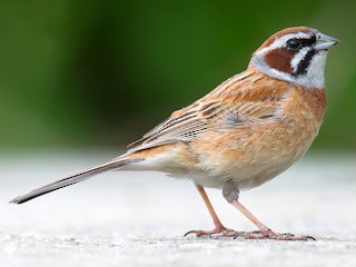 オス (Rufous-eared) - Craig Brelsford - ML158865471