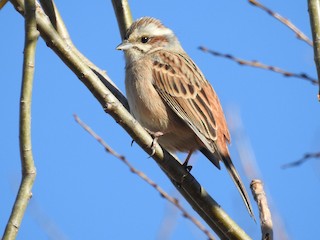 雌鳥/未成鳥 - Anonymous - ML158865491