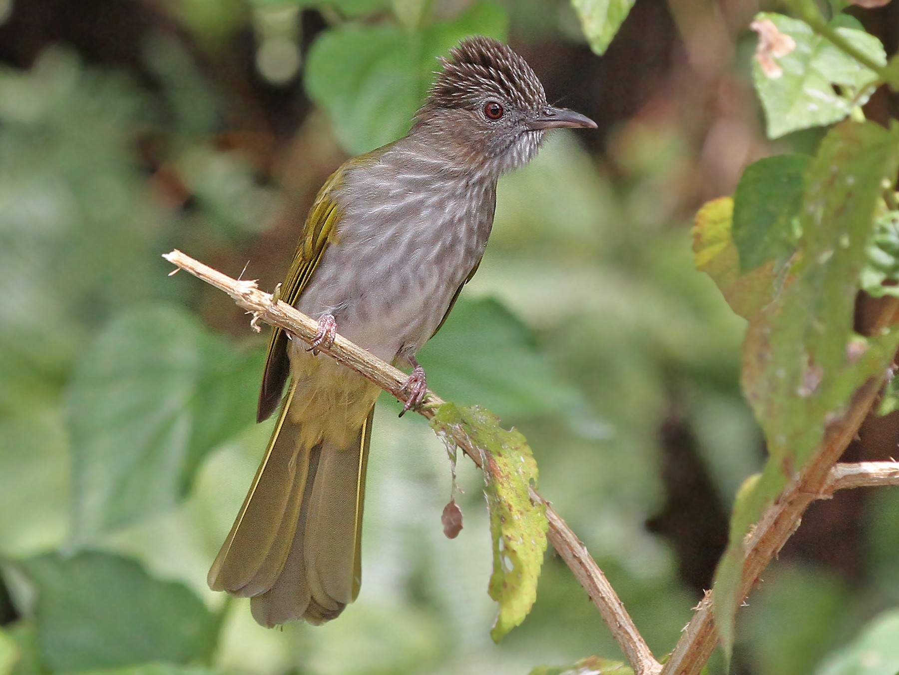 Mountain Bulbul - Christoph Moning