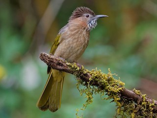 - Mountain Bulbul