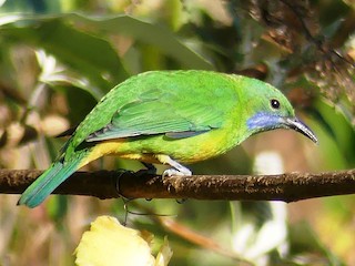  - Orange-bellied Leafbird