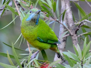  - Orange-bellied Leafbird