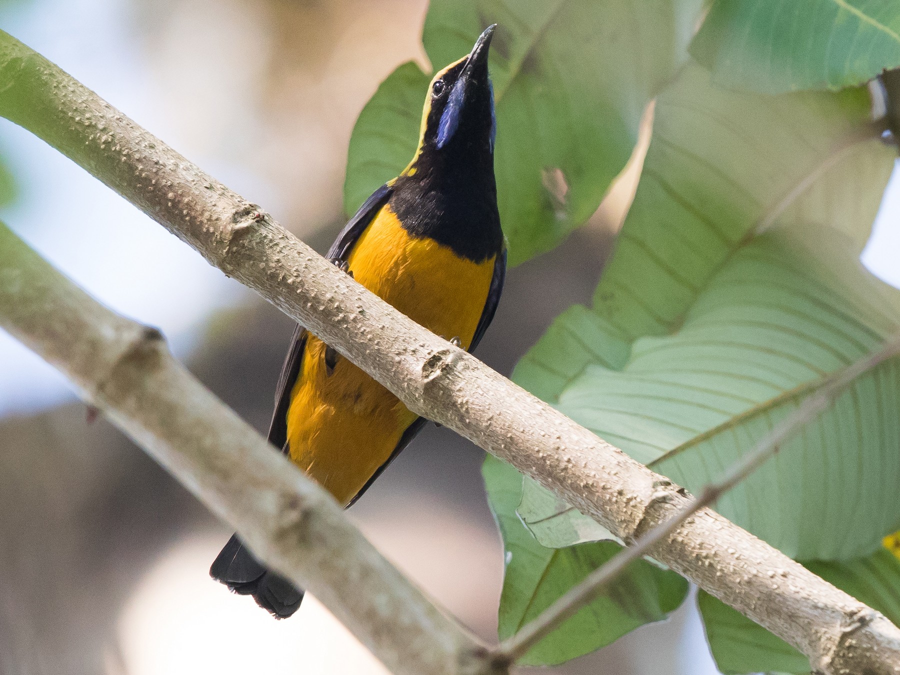 Orange-bellied Leafbird - Vivek Menon
