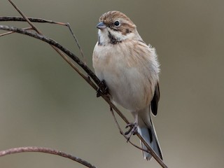 นกเพศเมียหรือนกวัยรุ่น - Kai Pflug - ML158866201