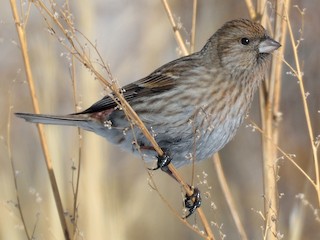 Pallas's Rosefinch - eBird