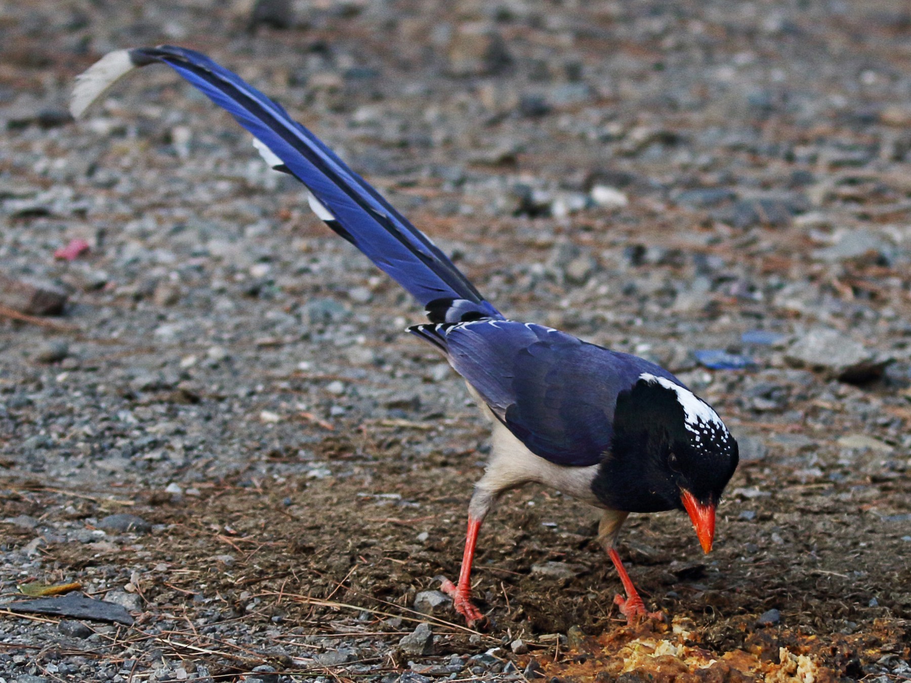 Red-billed Blue-Magpie - Christopher Escott