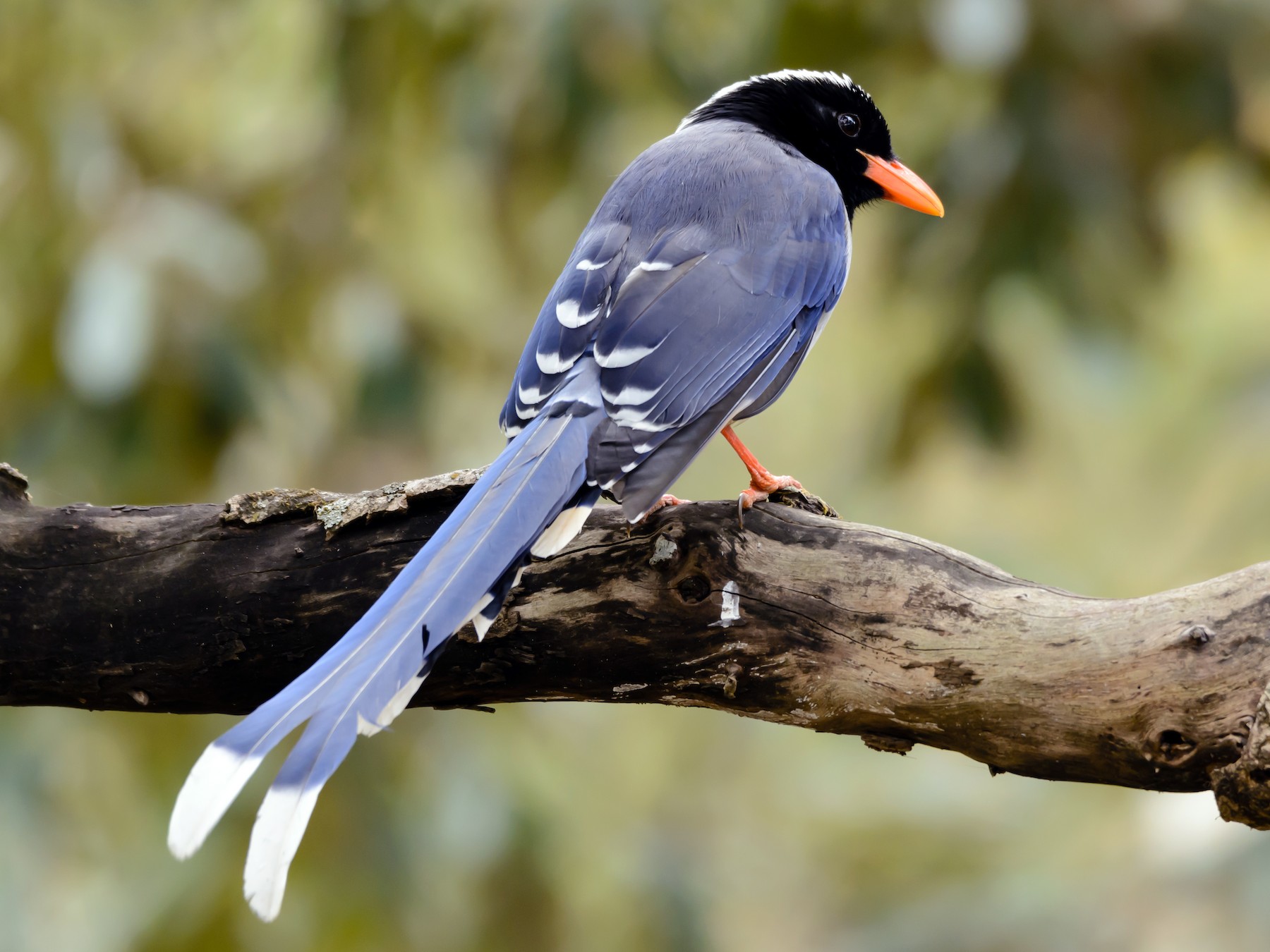 Red-billed Blue-Magpie - Ramesh Desai