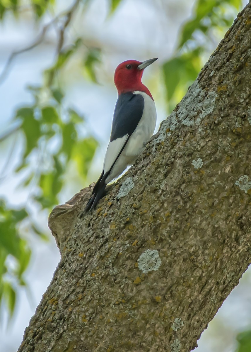 Red-headed Woodpecker - ML158869451