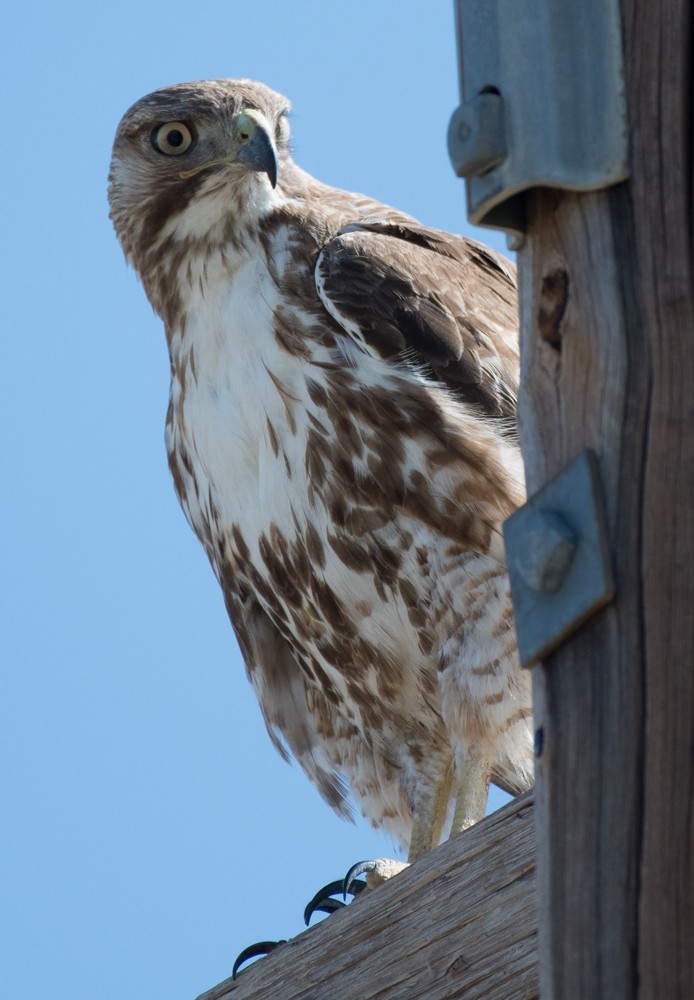 Red-tailed Hawk - ML158870401