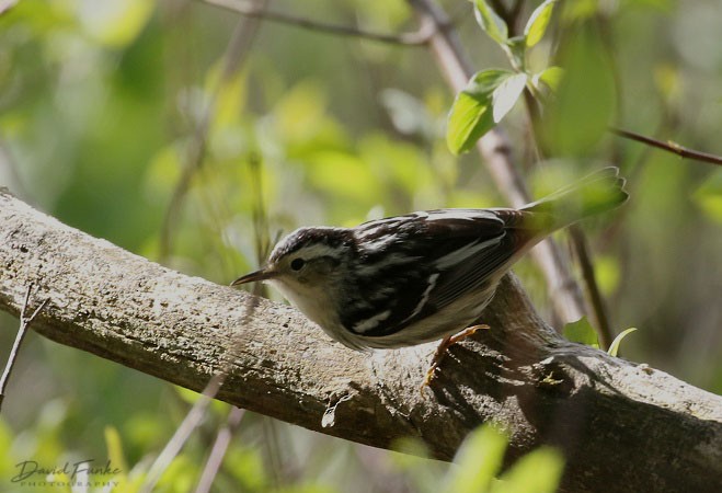 Black-and-white Warbler - ML158871881