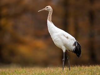 丹頂鶴- eBird