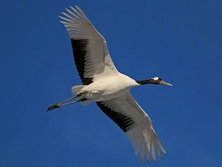 Red-crowned Crane - eBird