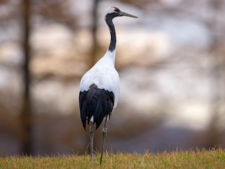  - Red-crowned Crane