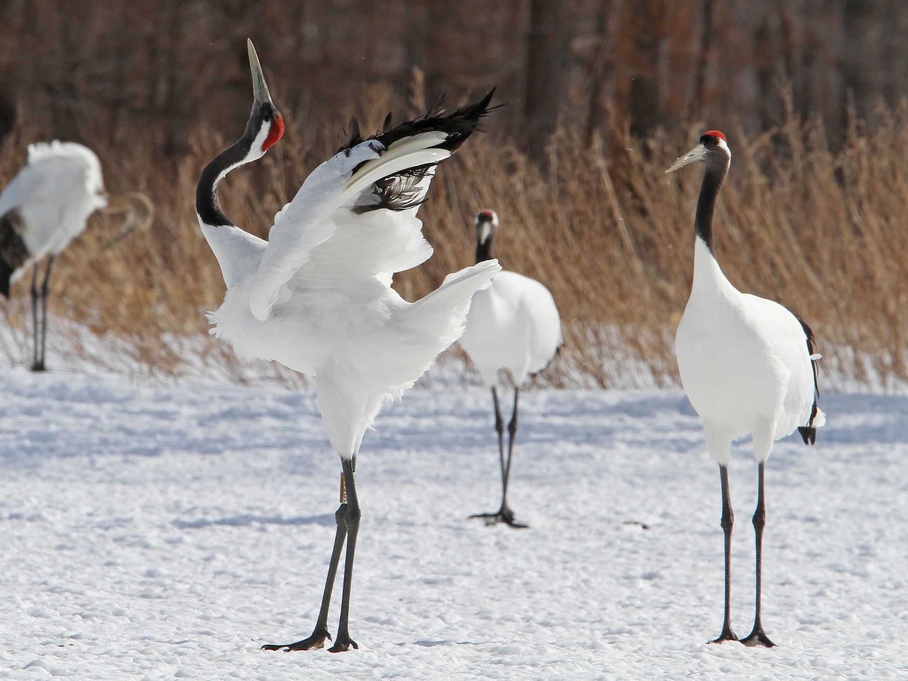 Red-crowned Crane - Christoph Moning