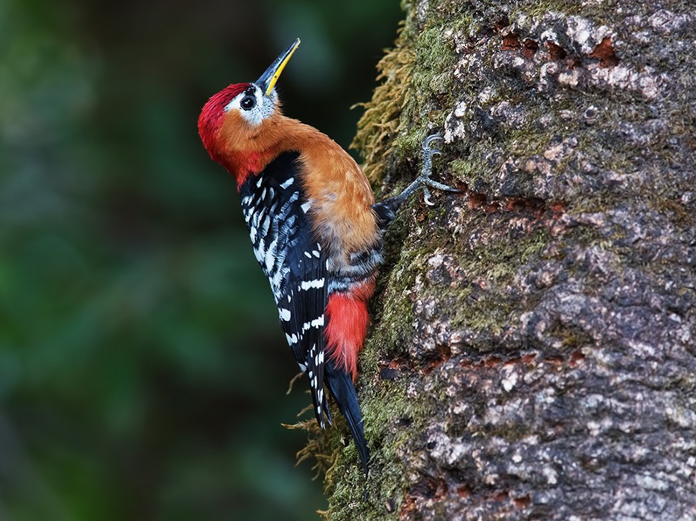 Rufous-bellied Woodpecker - Sandip Das