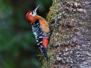 チャバラアカゲラ - eBird