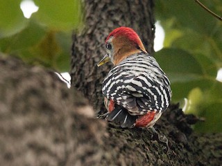 チャバラアカゲラ - eBird