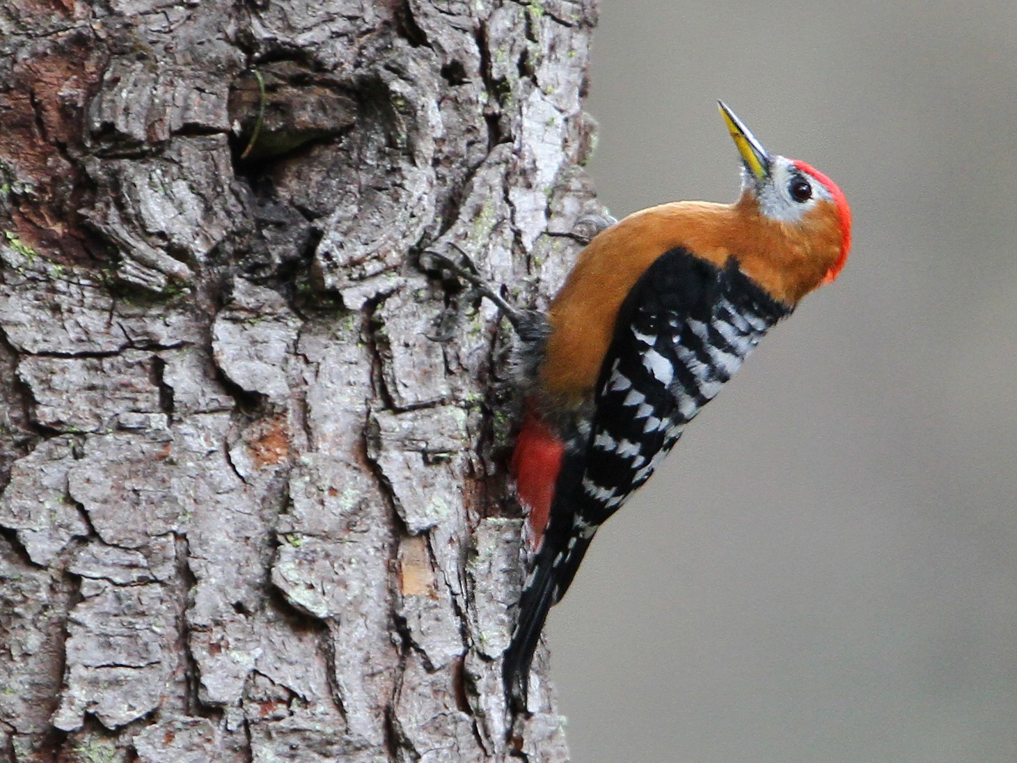 Rufous-bellied Woodpecker - Christoph Moning
