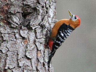チャバラアカゲラ - eBird