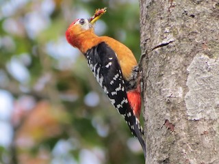  - Rufous-bellied Woodpecker