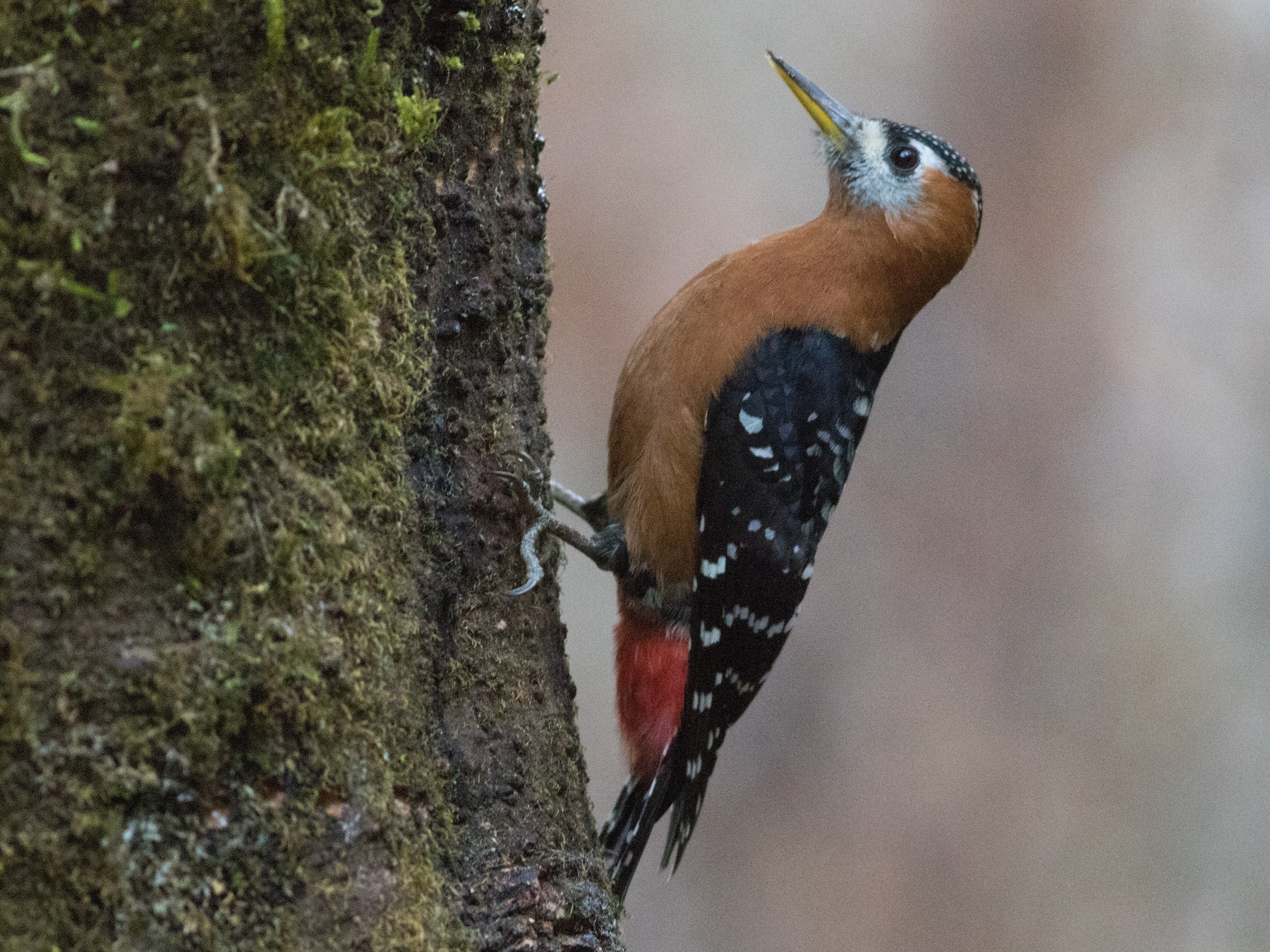 Rufous-bellied Woodpecker - Lucas Bobay