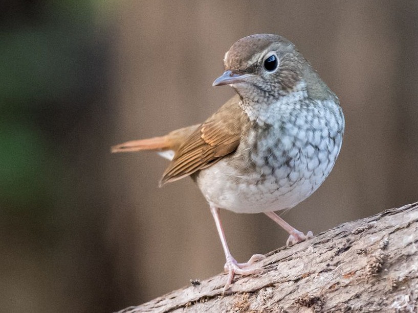 Rufous-tailed Robin - Kai Pflug