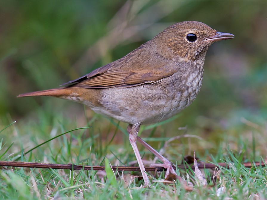 Rufous-tailed Robin - Larvivora sibilans - Birds of the World
