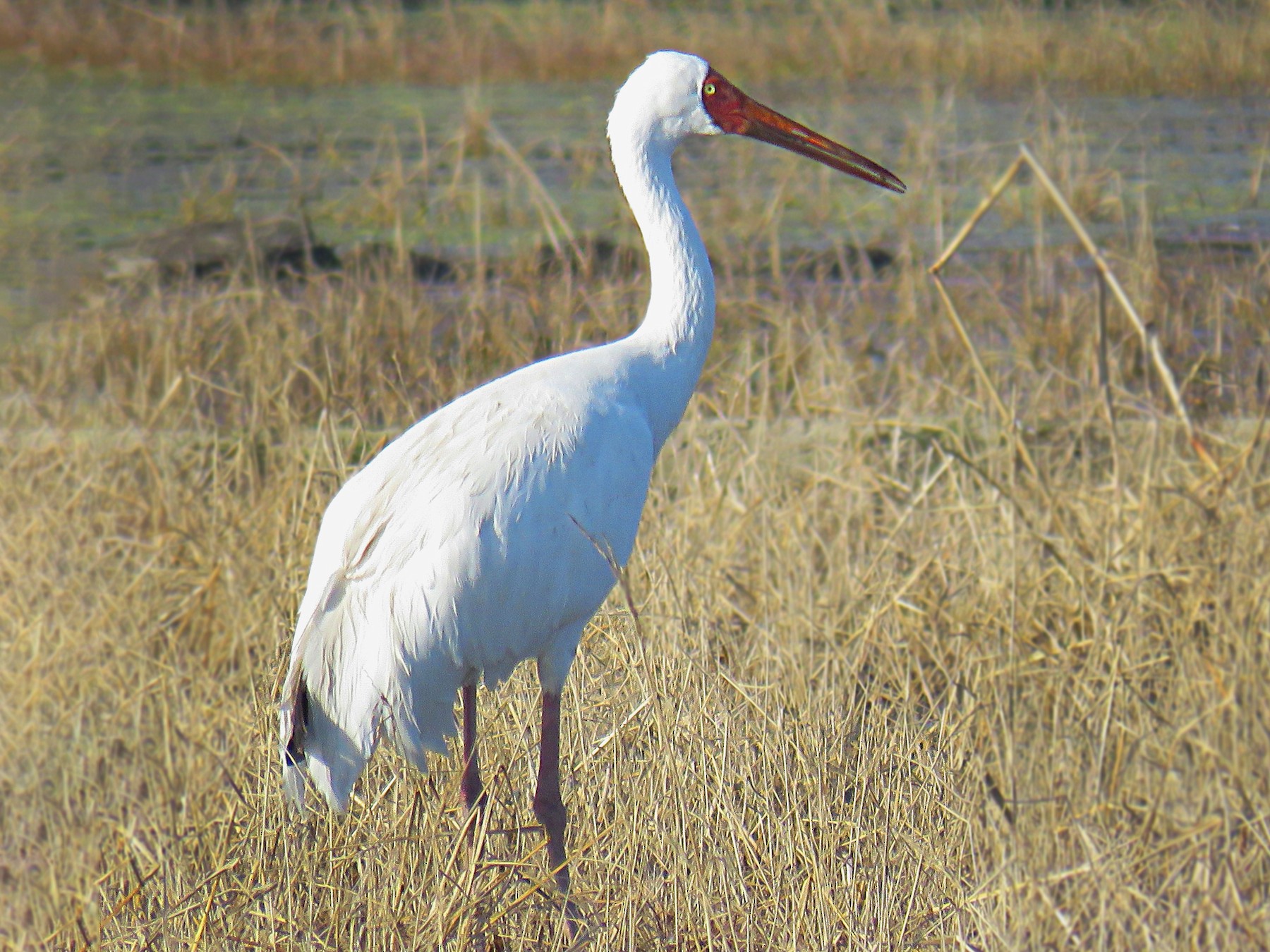 WEC448/UW493: Wildlife of Florida Factsheets: Florida Sandhill Crane