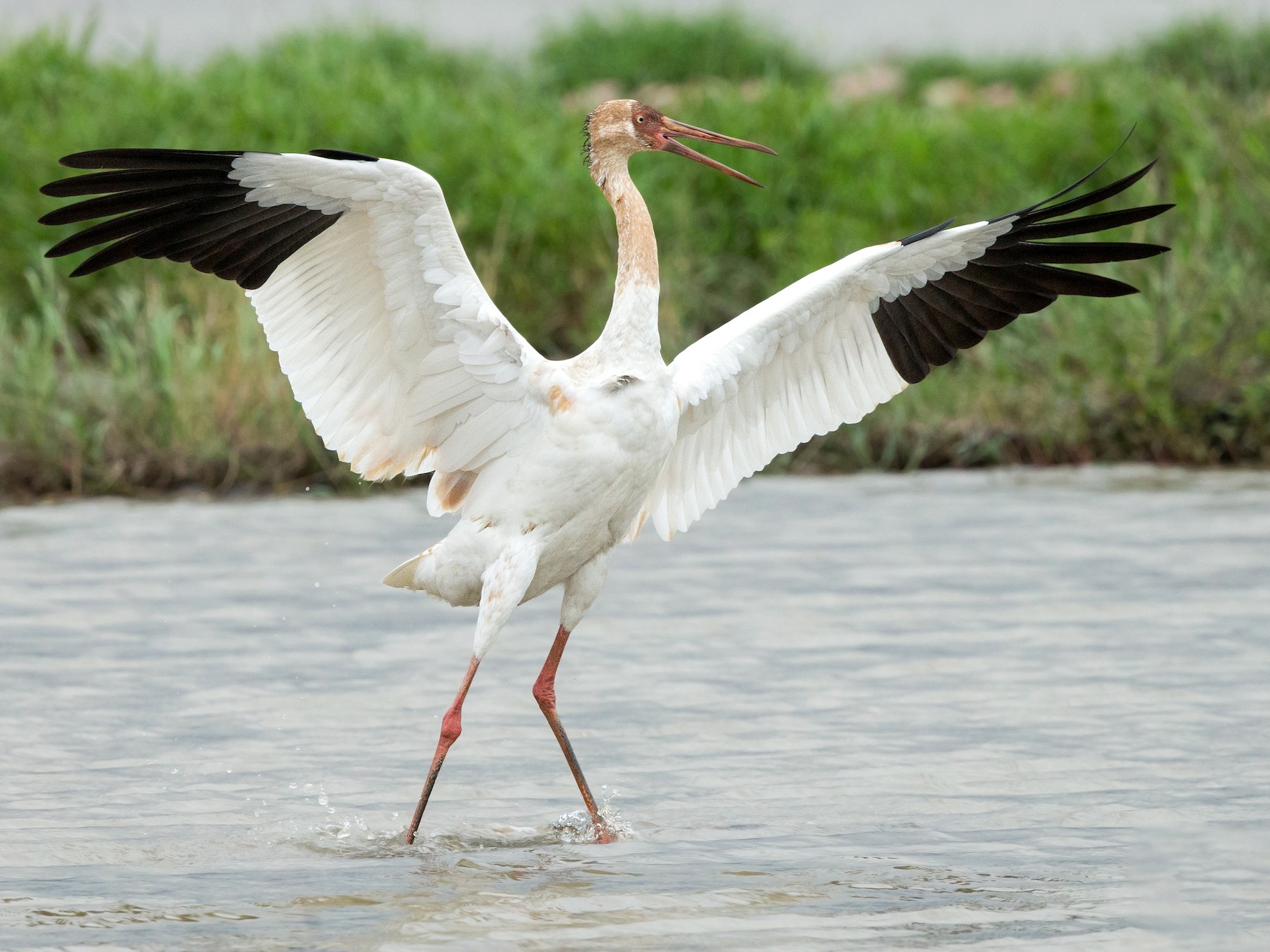 Siberian Crane Bird