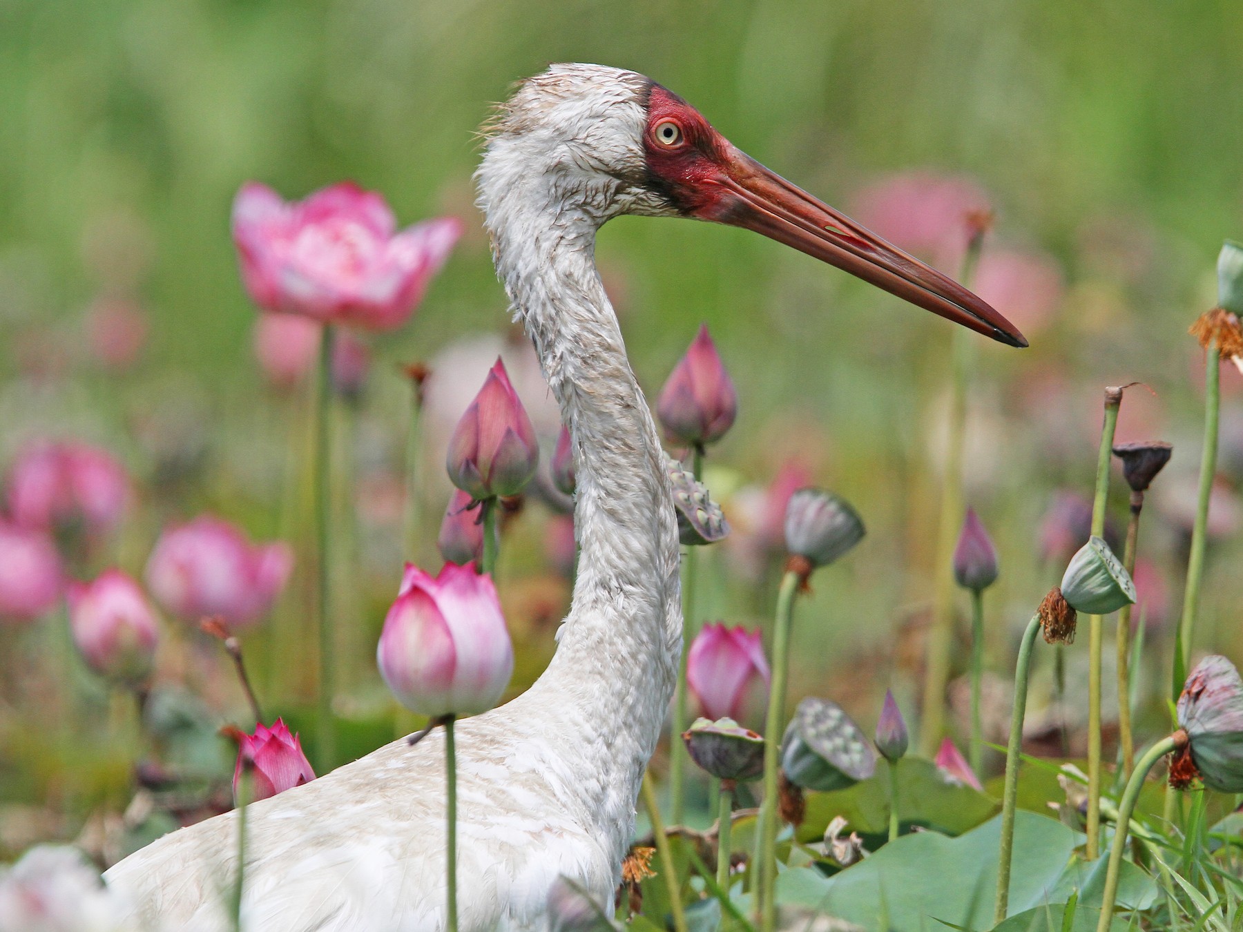 Siberian Crane - Christoph Moning