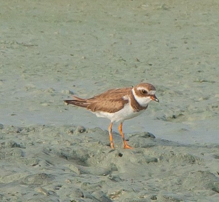 Semipalmated Plover - ML158875401