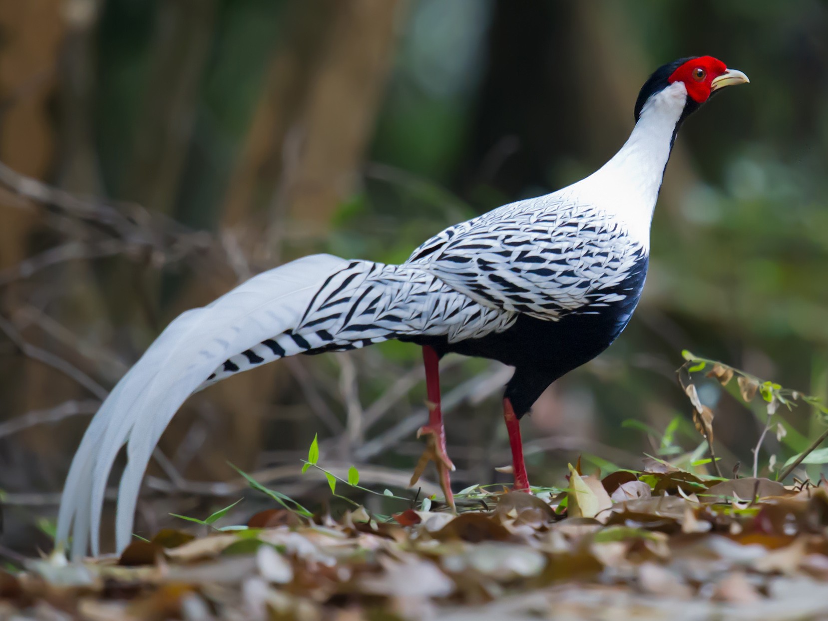 Silver Pheasant - Craig Brelsford