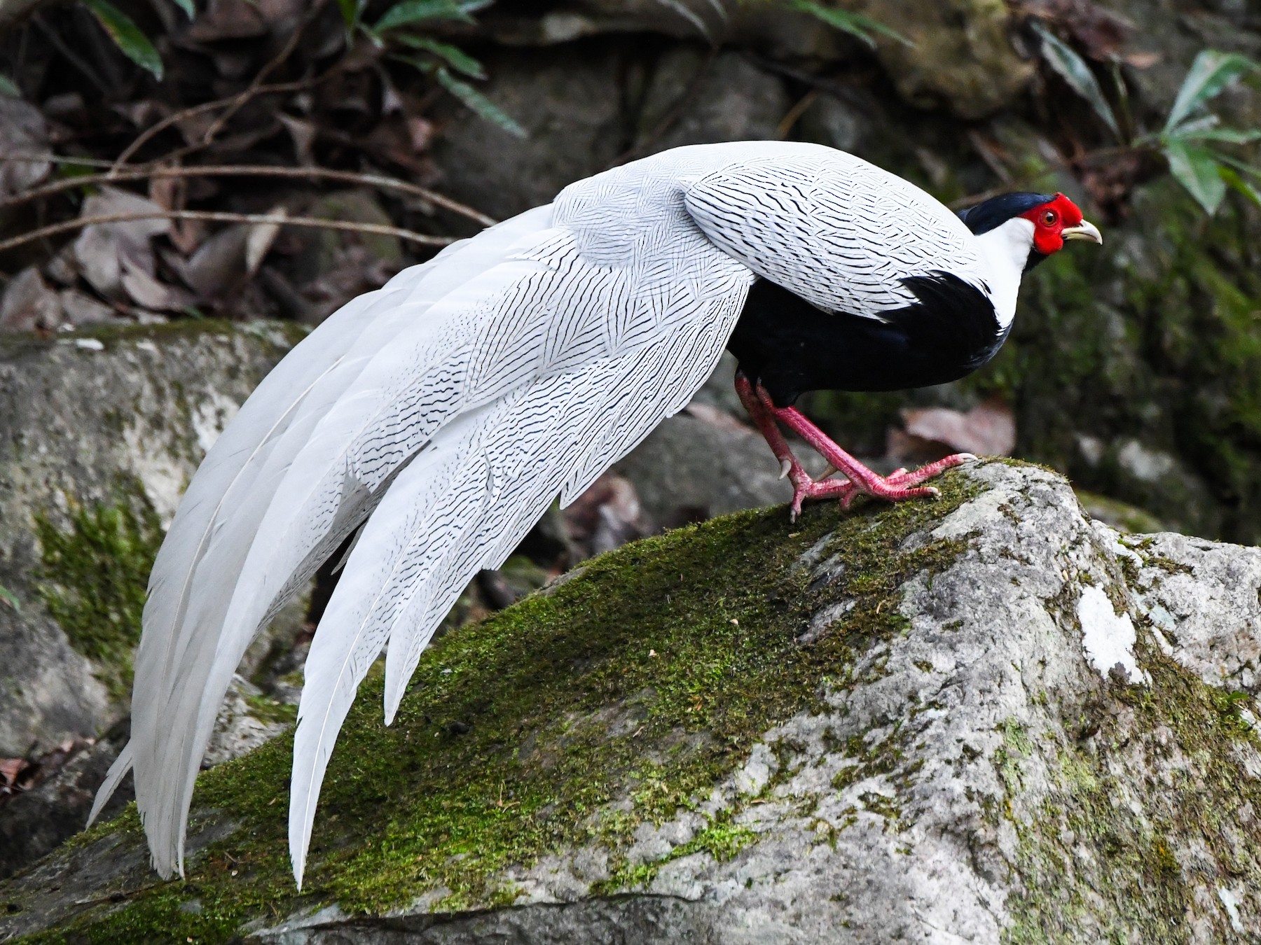 Silver Pheasant - Wei Yan