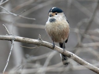 ギンノドエナガ - eBird