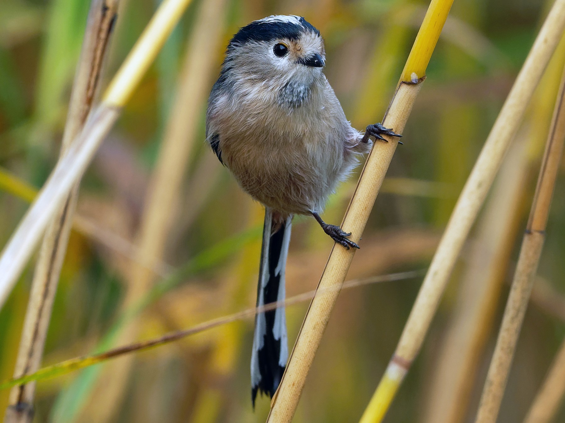 Silver-throated Tit - Vincent Wang