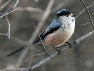 - Silver-throated Tit