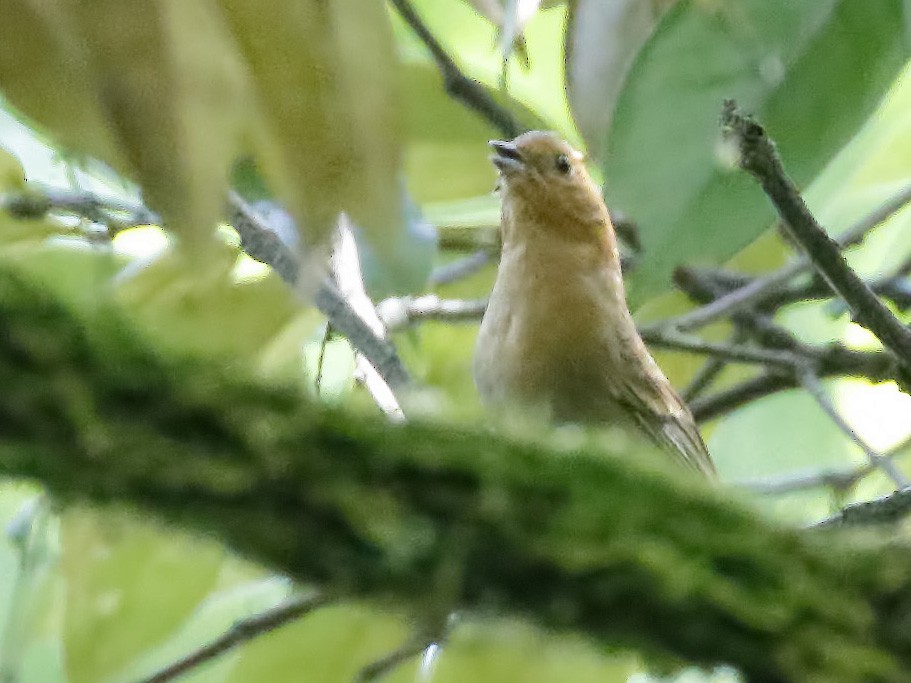 Slaty Bunting - Dave Curtis