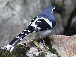セアオエンビシキチョウ - eBird