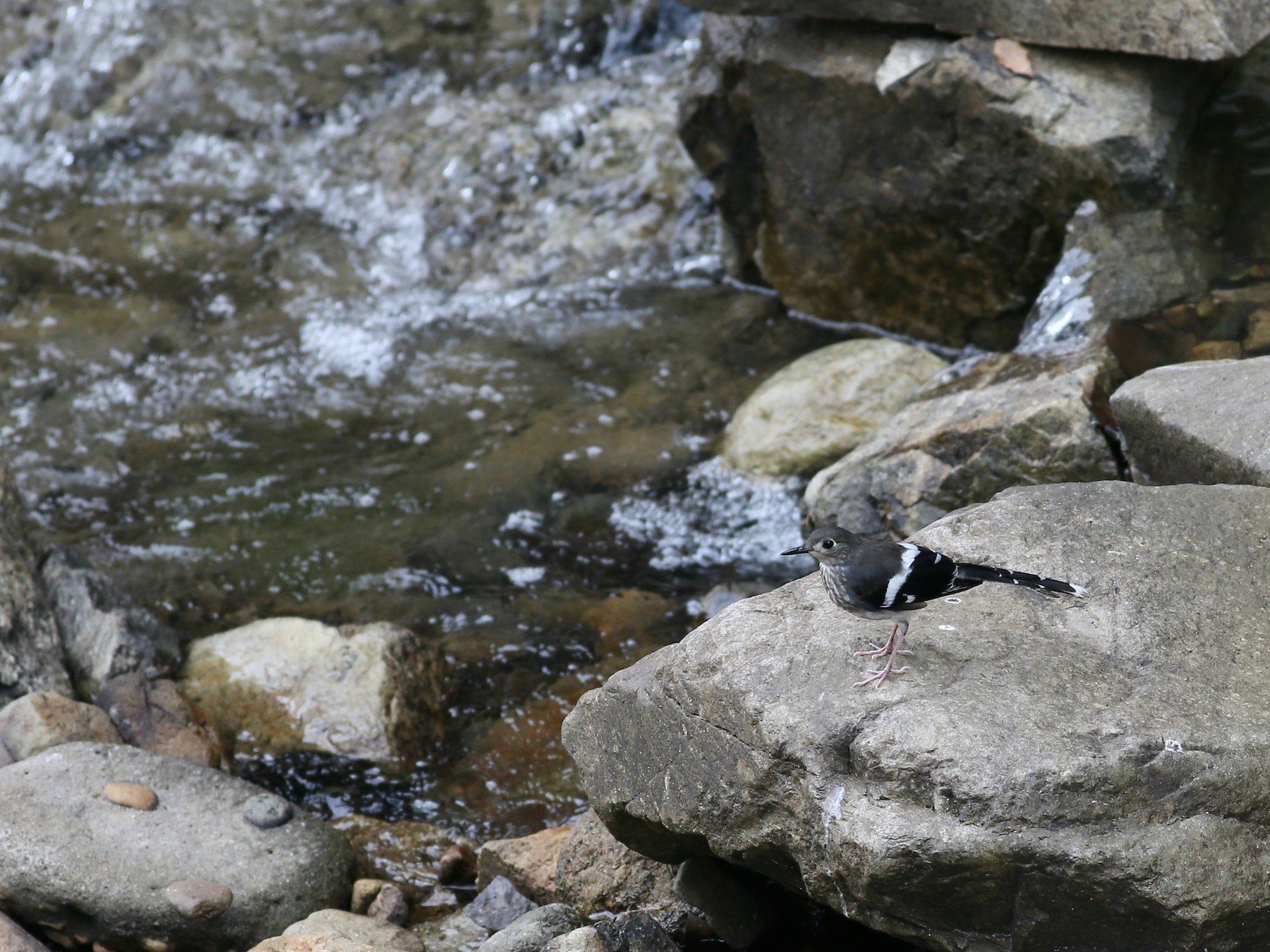 Slaty-backed Forktail - Ting-Wei (廷維) HUNG (洪)