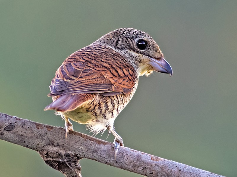 Tiger Shrike - Kavi Nanda