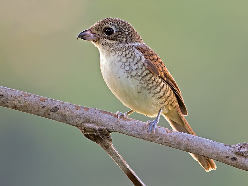 Tiger Shrike - eBird