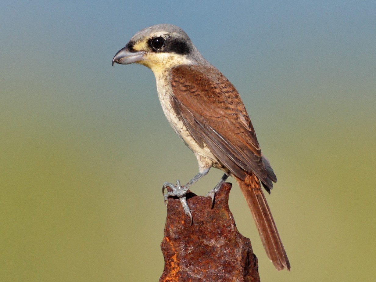 Tiger Shrike - Rohan Clarke