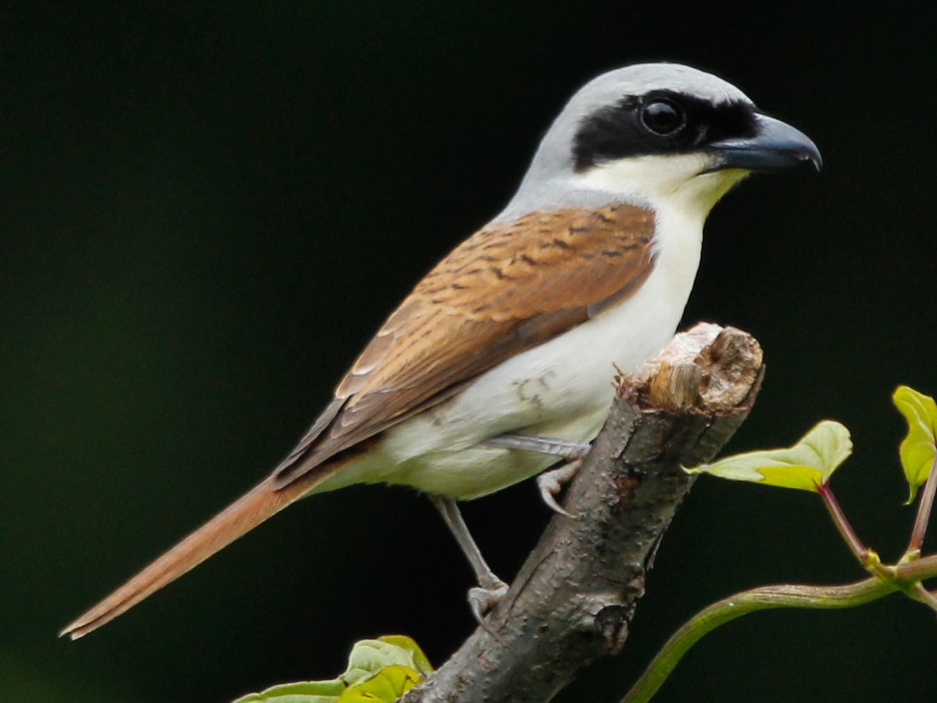 Tiger Shrike - Cheng Qian