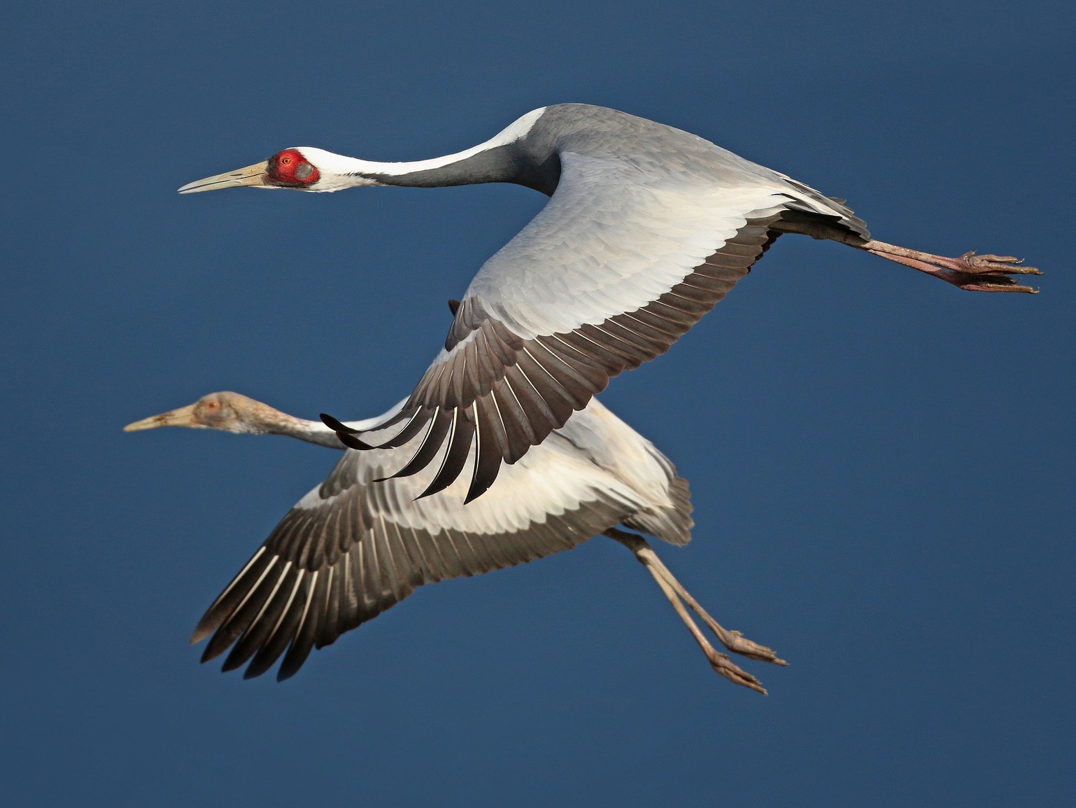 Whitenaped Crane eBird