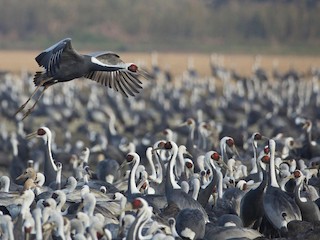  - White-naped Crane
